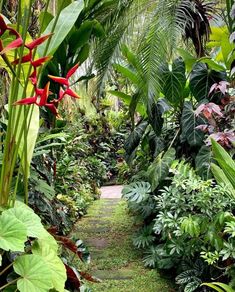 a path in the middle of a tropical garden with lots of green plants and flowers