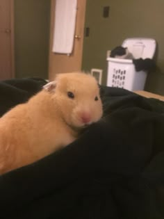 a hamster sitting on top of a bed next to a black blanket in a room