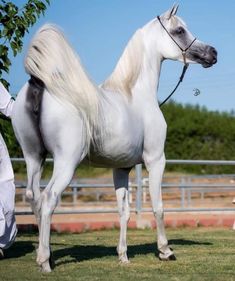 a white horse standing on top of a lush green field next to a person holding a leash