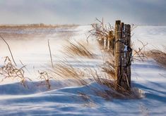 a fence in the middle of a snowy field with tall grass and snow on the ground