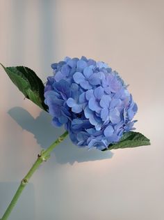 a single blue hydrangea flower with green leaves on a white wall behind it