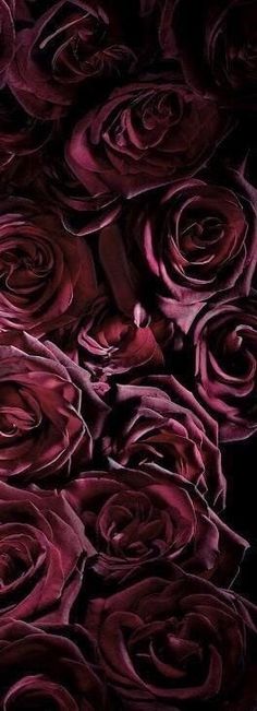 red roses with the words burgundy and bordeaux written in white on black background, surrounded by smaller purple flowers