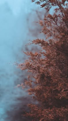 the top of a tree in front of some fog