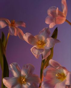 pink flowers with green stems against a purple background