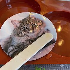 a cat is on a plate with a knife