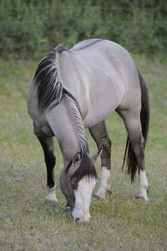 a white and black horse grazing on grass