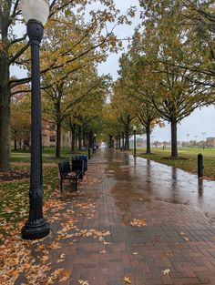 a street light sitting on the side of a road next to trees with leaves all over it