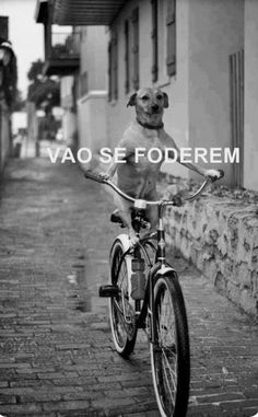 a dog sitting on the back of a bike in front of a building with words that read vao se foderem