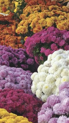 many different colored flowers are arranged in rows