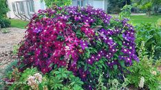 purple flowers are blooming in the garden next to a white house and green grass