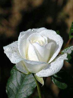 a white rose with water droplets on it