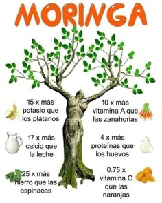 Moringa Benefits, Moringa Tree, Miracle Tree, Tea Health Benefits, Natural Healing Remedies, Natural Drinks, Home Health Remedies, Herbs For Health, Natural Health Remedies