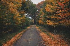 an empty road surrounded by trees in the fall