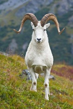 a ram standing on top of a lush green hillside