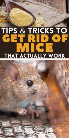 a rat eating corn on top of a wooden table next to a spoon with the words tips and tricks to get rid of mice that actually work