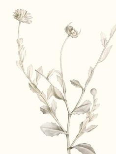 size: 12x9in Art Print: Neutral Botanical Study IV by Vision Studio :