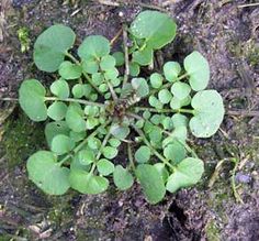 a small plant with green leaves growing out of it's center surrounded by dirt and grass