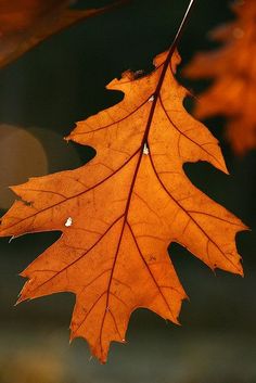 an orange leaf hanging from a tree branch