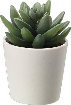 a white potted plant with green leaves