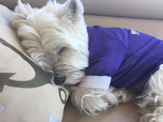 a small white dog laying on top of a pillow next to a pillow with a purple shirt