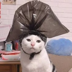 a black and white cat wearing a plastic bag on its head