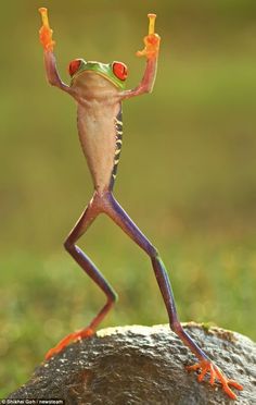 a red eyed tree frog standing on top of a rock with its legs spread out