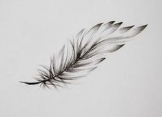 a black and white photo of a feather