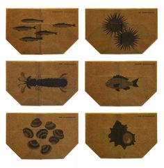 six different types of fish on brown paper