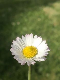 a single white and yellow flower with green grass in the backgroung behind it