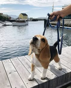 a beagle dog standing on top of a wooden dock next to a person holding a leash