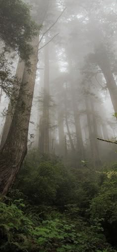 fog in the forest with tall trees and ferns