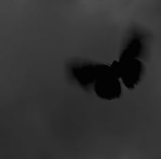 a black and white photo of two birds flying in the sky