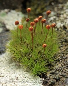 small orange flowers growing out of the moss