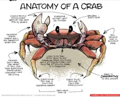 the anatomy of a crab on a white background