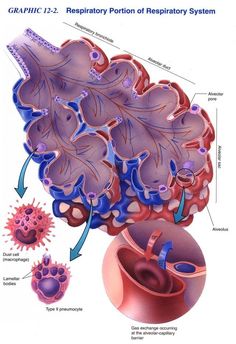 an image of the anatomy of the human heart and its major functions, including blood vessels