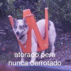 a dog standing next to an orange object with the words atorado pero nunca derrotao