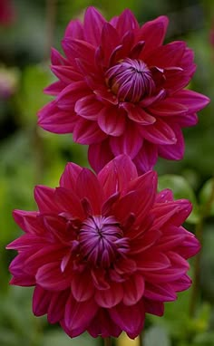 two purple flowers with green leaves in the background