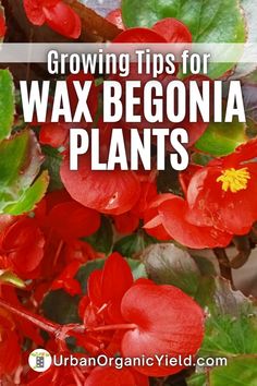 red flowers with green leaves and text growing tips for wax begona plants on the top