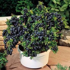 a potted plant with purple flowers in it