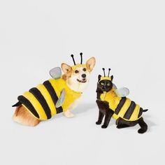 a dog and a cat dressed up as bees