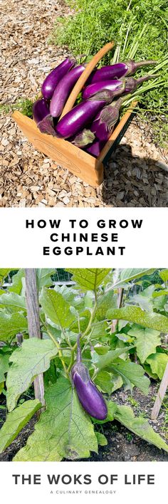 purple eggplant growing in a garden with the title how to grow chinese eggplant