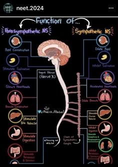 the functions of the human body and their functions in each part of the nervous system