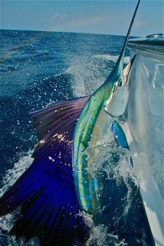 a sailfish caught on the back of a boat in the ocean with it's tail out