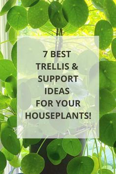 a potted plant with the words 7 best trellis and support ideas for your houseplants