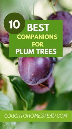 Plum tree Best Companion Plants, Companion Planting Guide, Organic Gardening Pest Control, Plum Fruit, Companion Plants, Backyard Vegetable Gardens