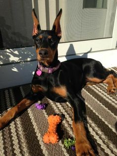 a black and brown dog laying on top of a rug next to a window sill