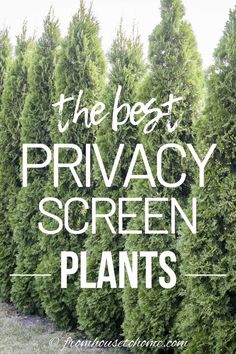 the best privacy screen plants to keep in touch with your home's privacy area