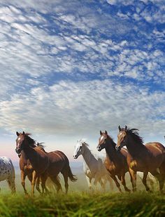 a herd of horses running across a lush green field under a blue sky with clouds