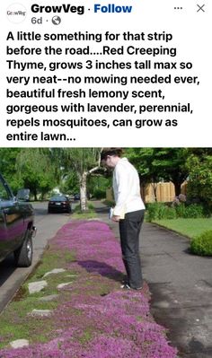 a man standing on the side of a road next to a purple flower covered sidewalk