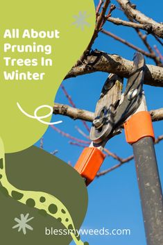 a pair of pliers are stuck in a tree with the words, all about pruning trees in winter